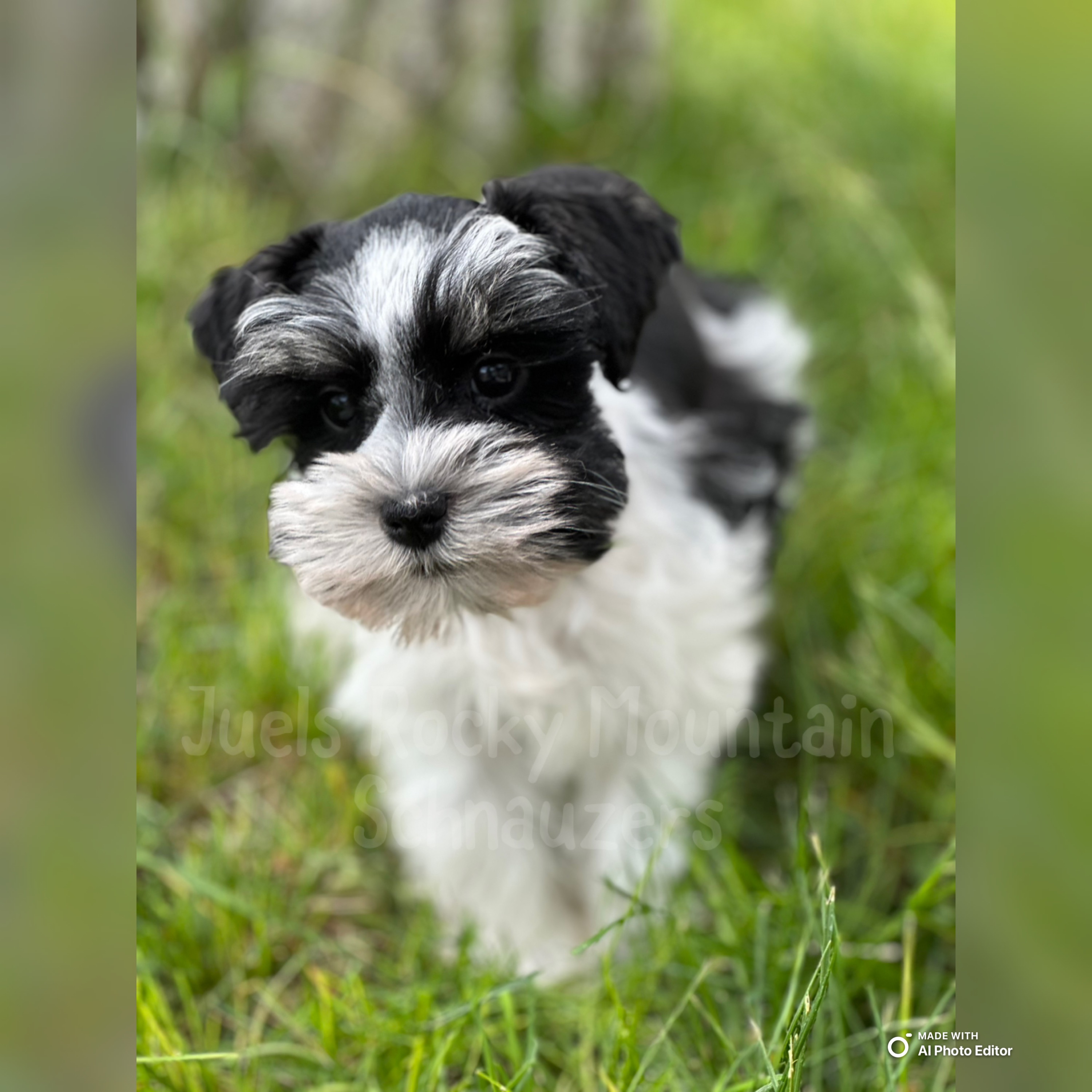 Girl Girl