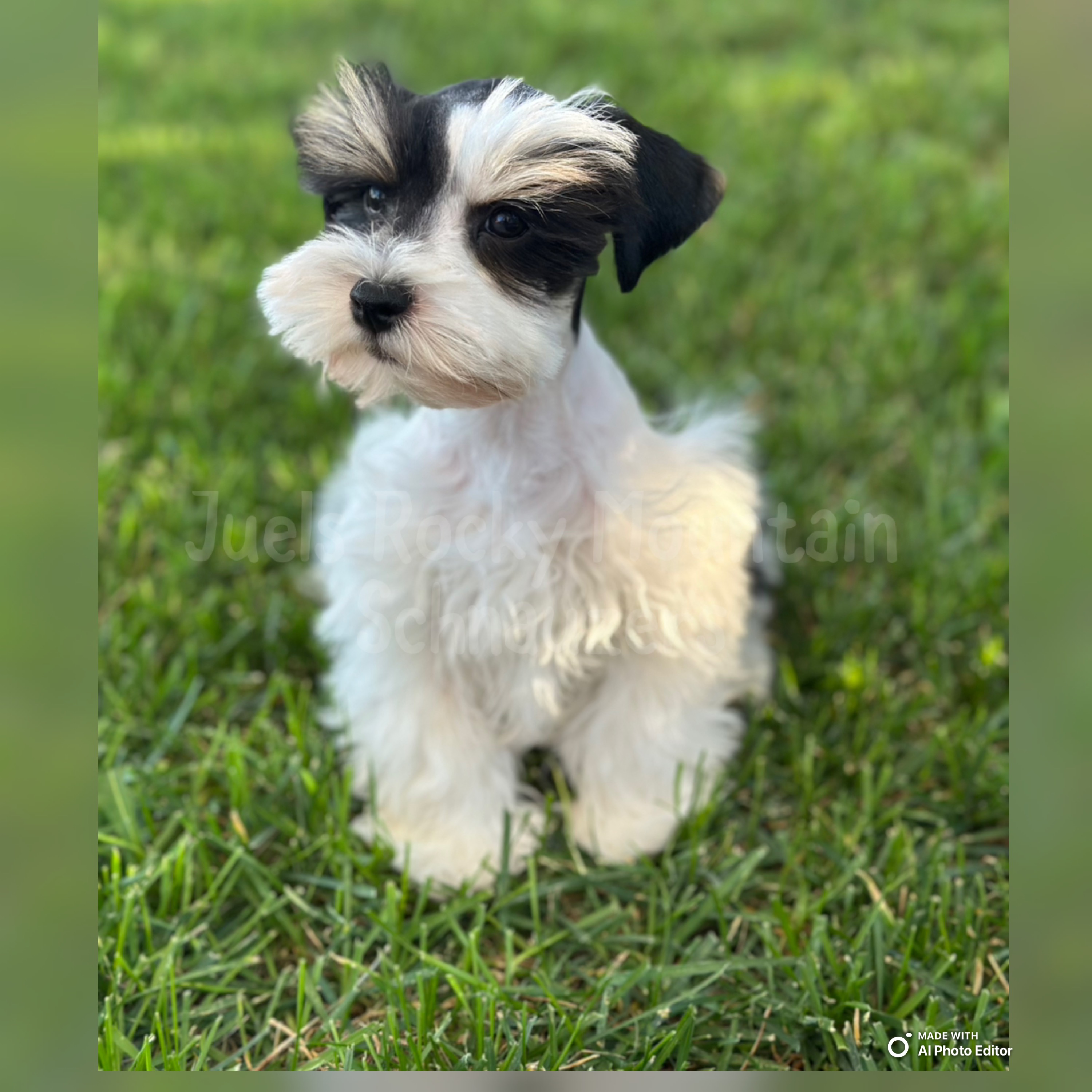 Boy 
