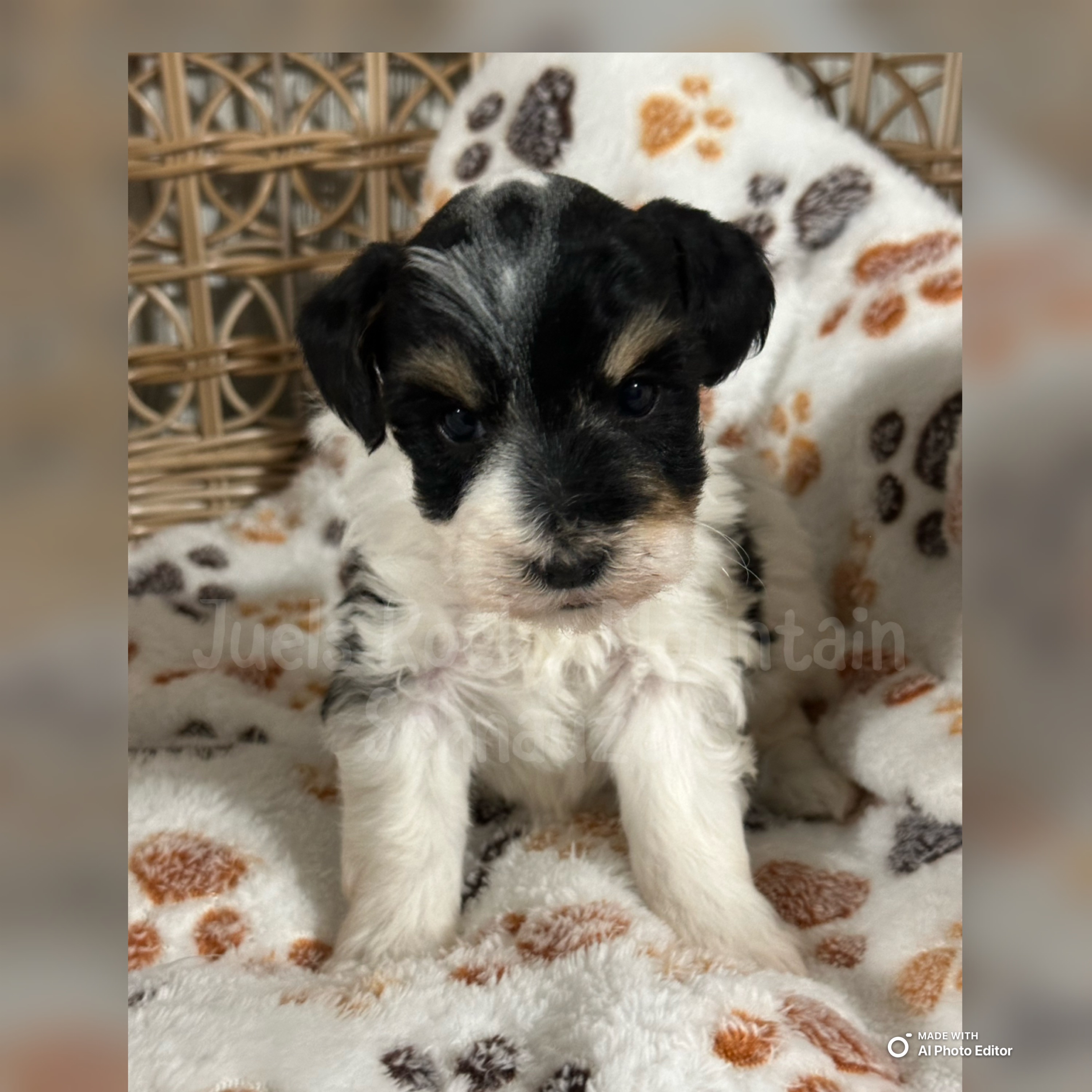 Boy