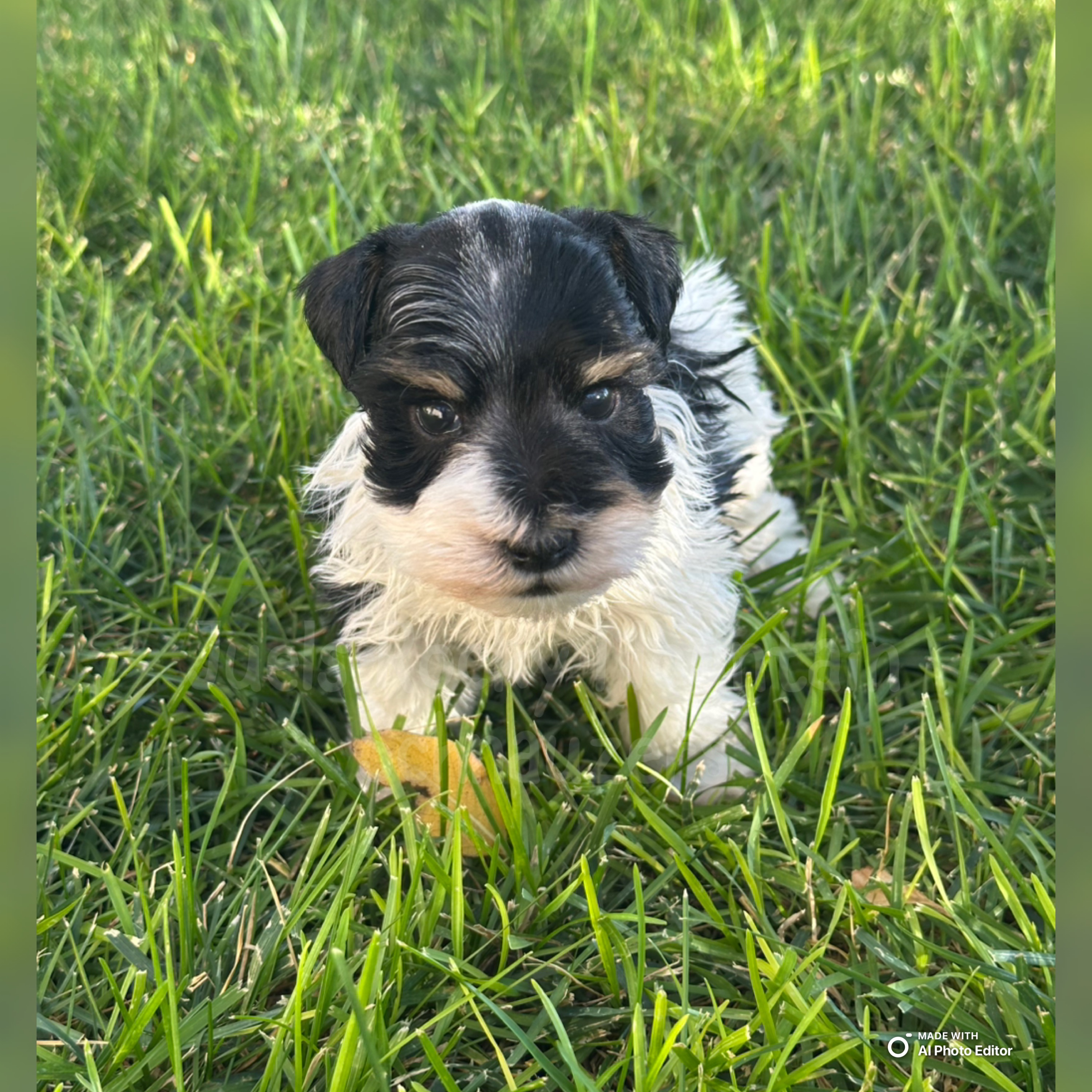 Boy