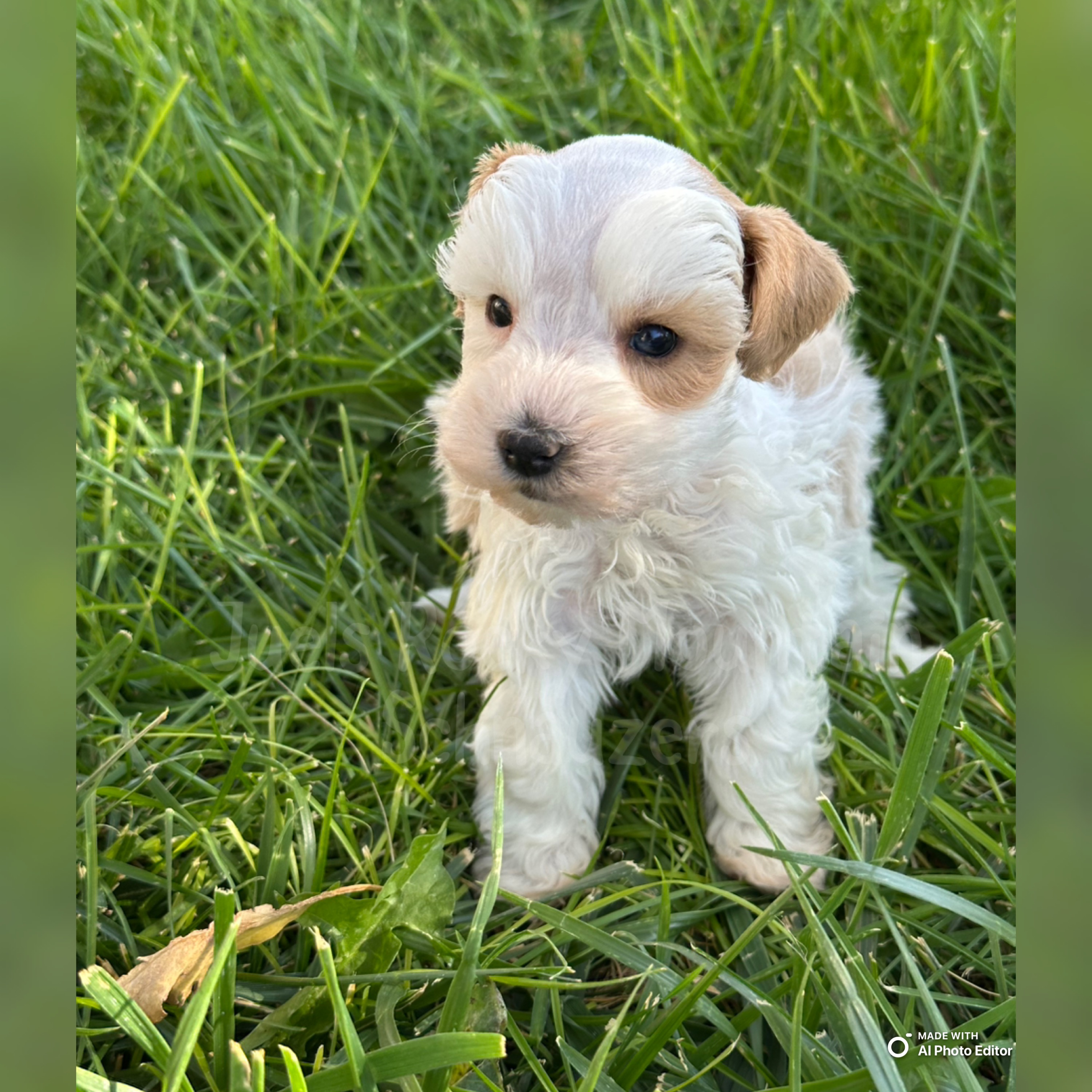 Boy