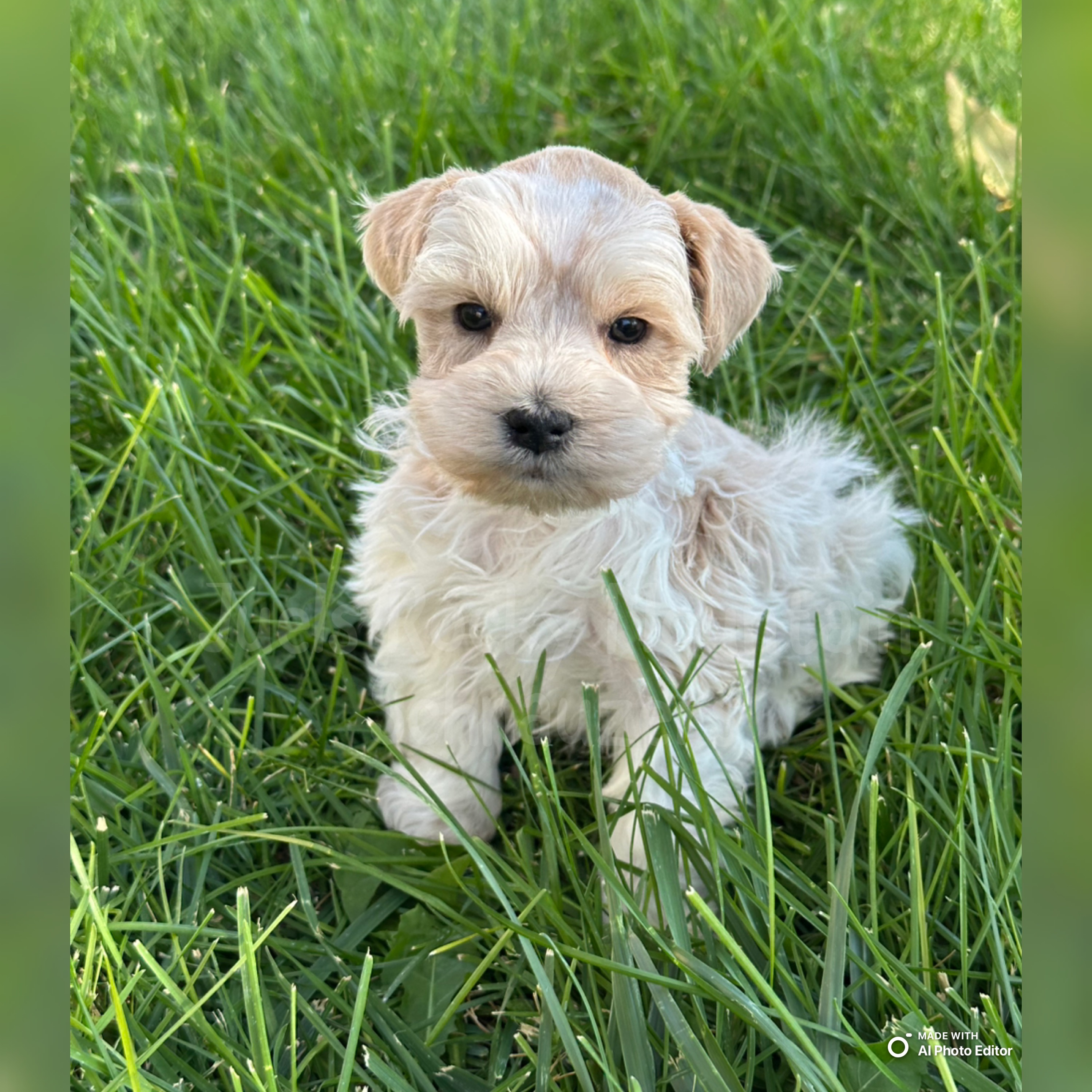Boy