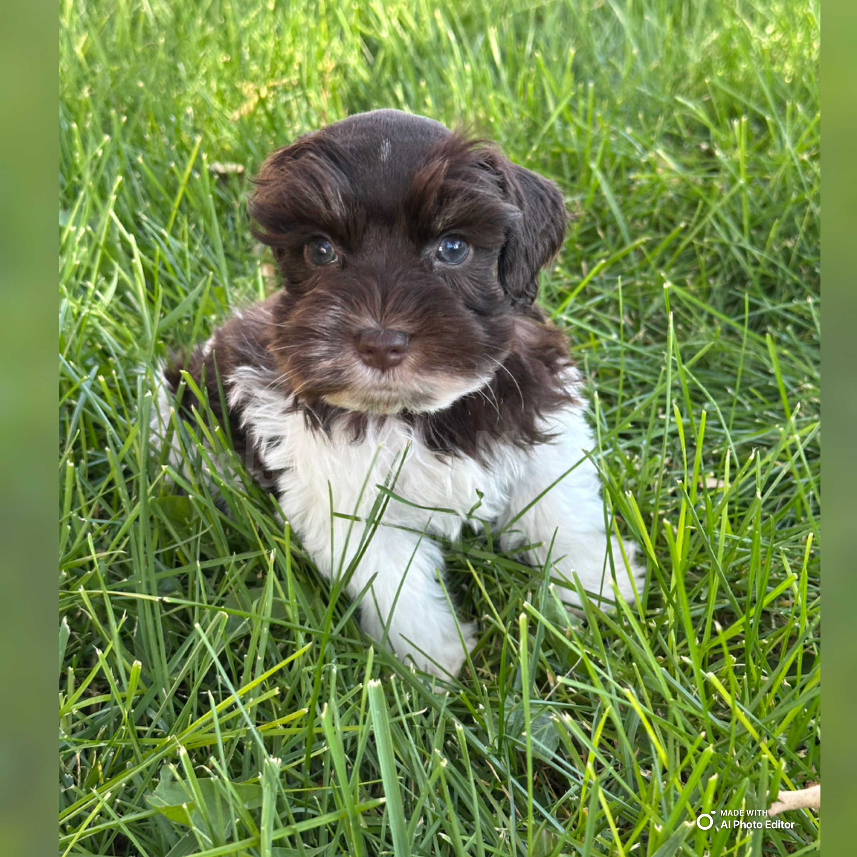 Boy